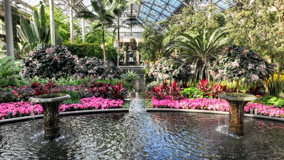 The East Conservatory at Longwood, featuring a basin of water in the foreground, with pink and red plants behind it. 